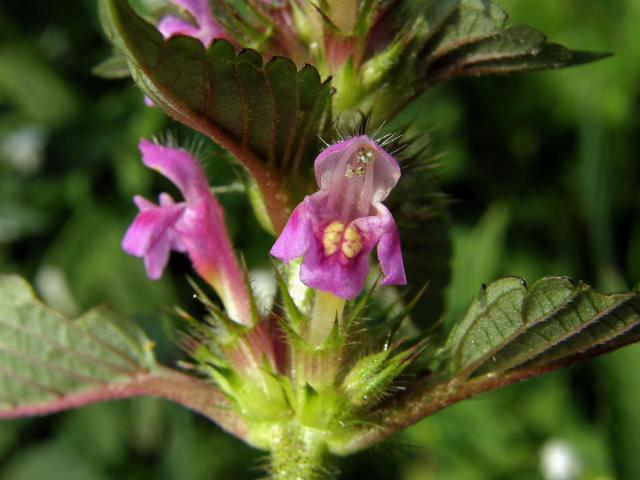 Konopice polní (Galeopsis tetrahit L.)