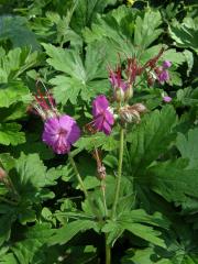 Kakost oddenkatý (Geranium macrorrhizum L.)