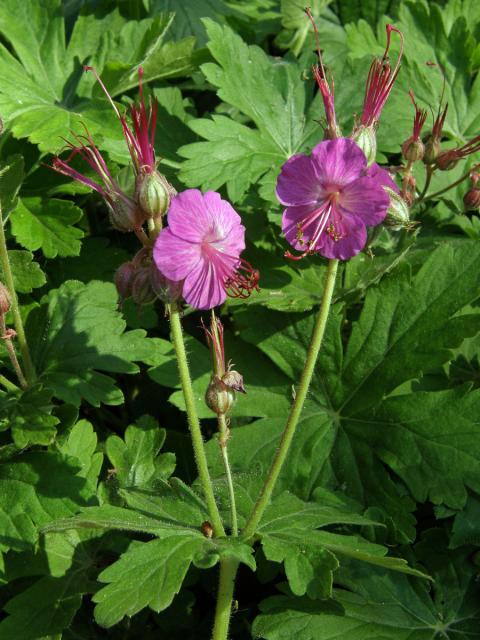 Kakost oddenkatý (Geranium macrorrhizum L.)