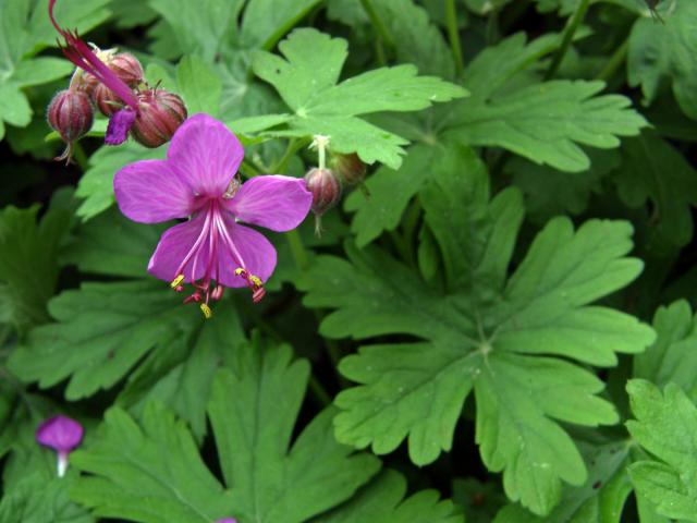 Kakost oddenkatý (Geranium macrorrhizum L.)