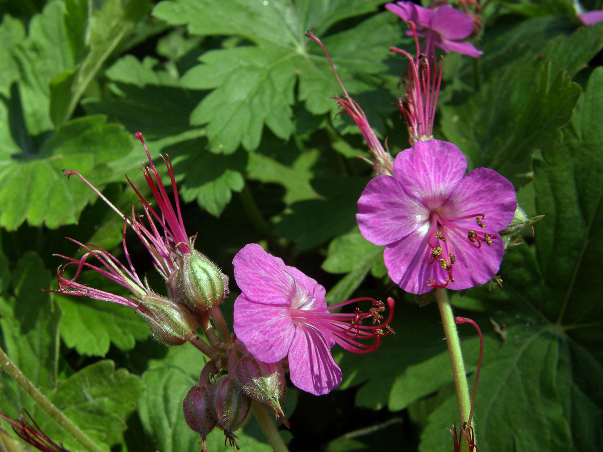 Kakost oddenkatý (Geranium macrorrhizum L.)