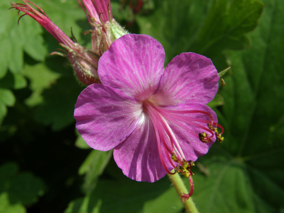 Kakost oddenkatý (Geranium macrorrhizum L.)