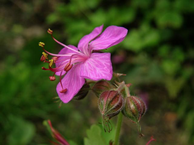 Kakost oddenkatý (Geranium macrorrhizum L.)