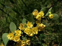 Dřišťál Thunbergův (Berberis thunbergii DC.)