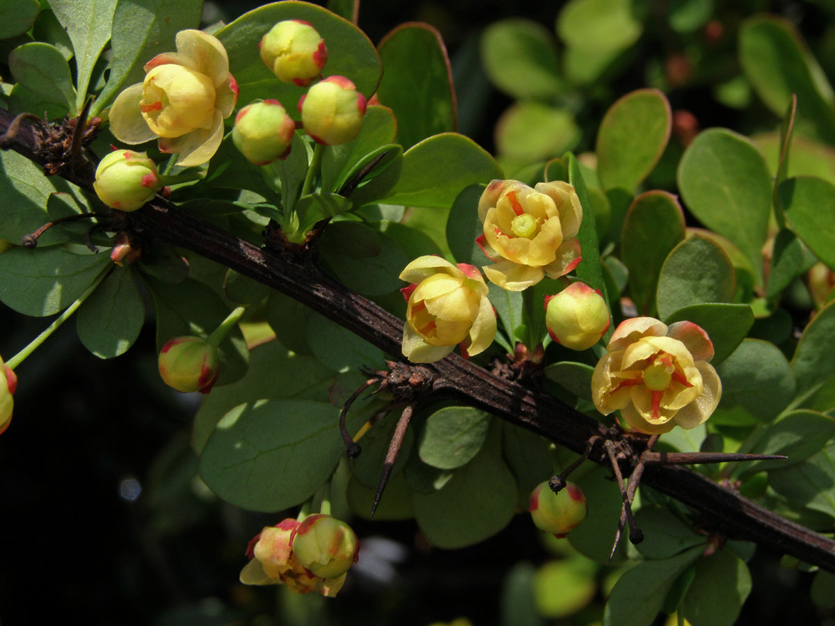 Dřišťál Thunbergův (Berberis thunbergii DC.)