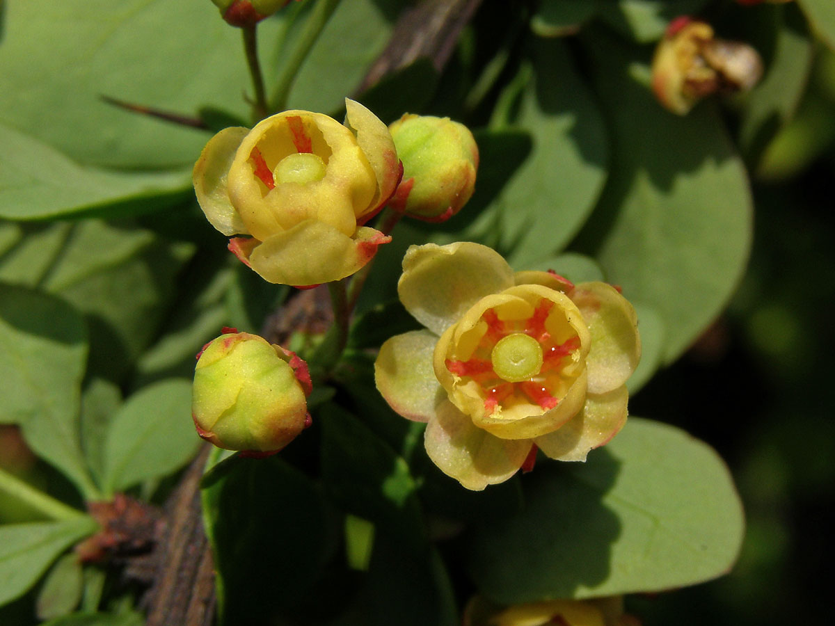 Dřišťál Thunbergův (Berberis thunbergii DC.)