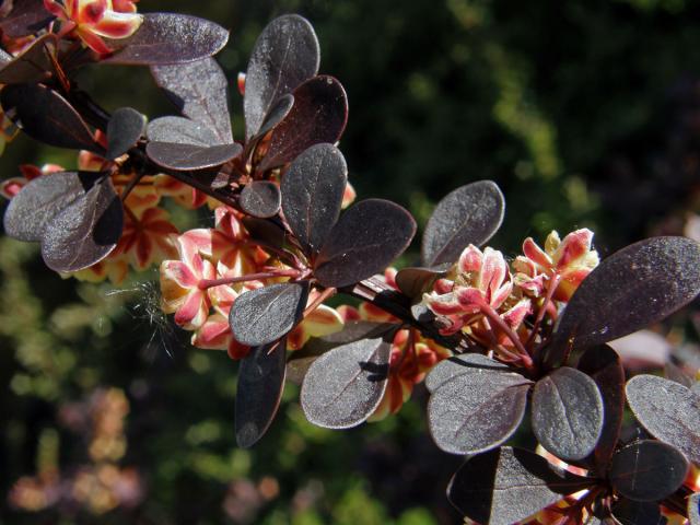 Dřišťál Thunbergův (Berberis thunbergii DC.)