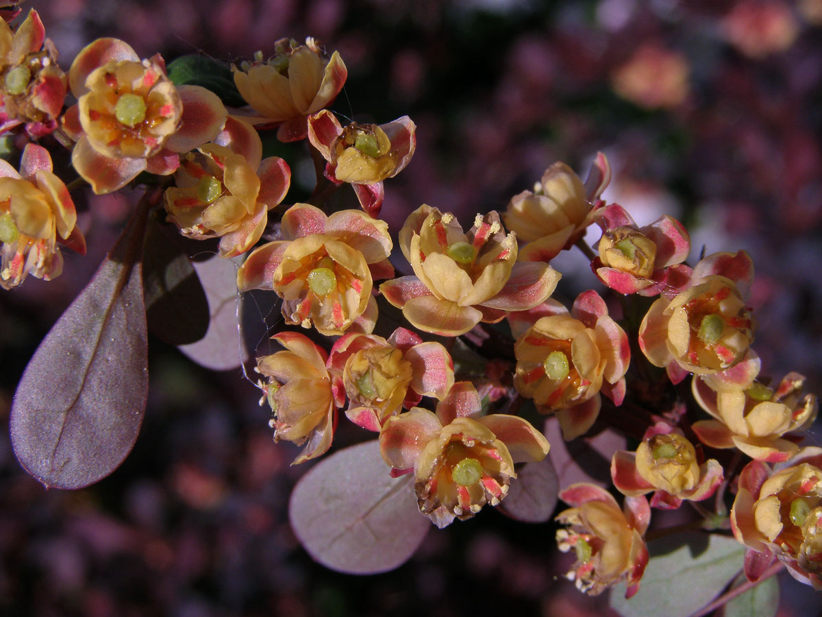 Dřišťál Thunbergův (Berberis thunbergii DC.)