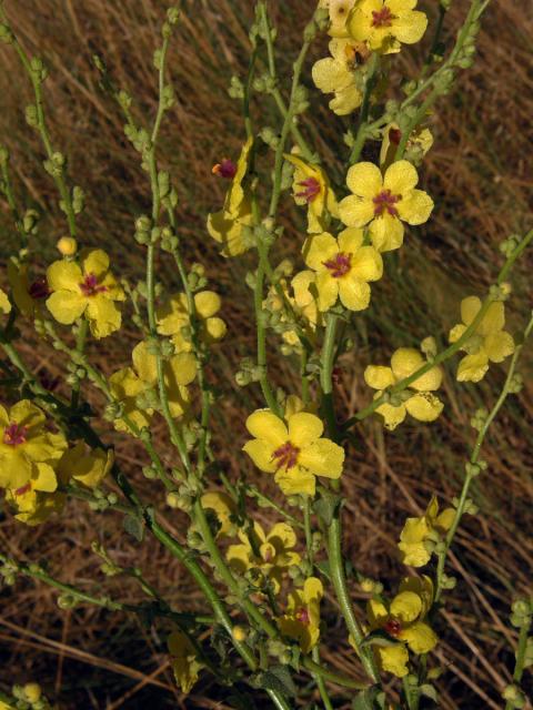 Divizna laločnatá (Verbascum sinuatum L.)