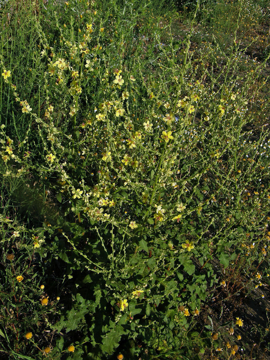 Divizna laločnatá (Verbascum sinuatum L.)