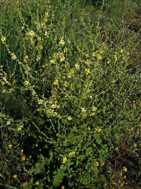 Divizna laločnatá (Verbascum sinuatum L.)