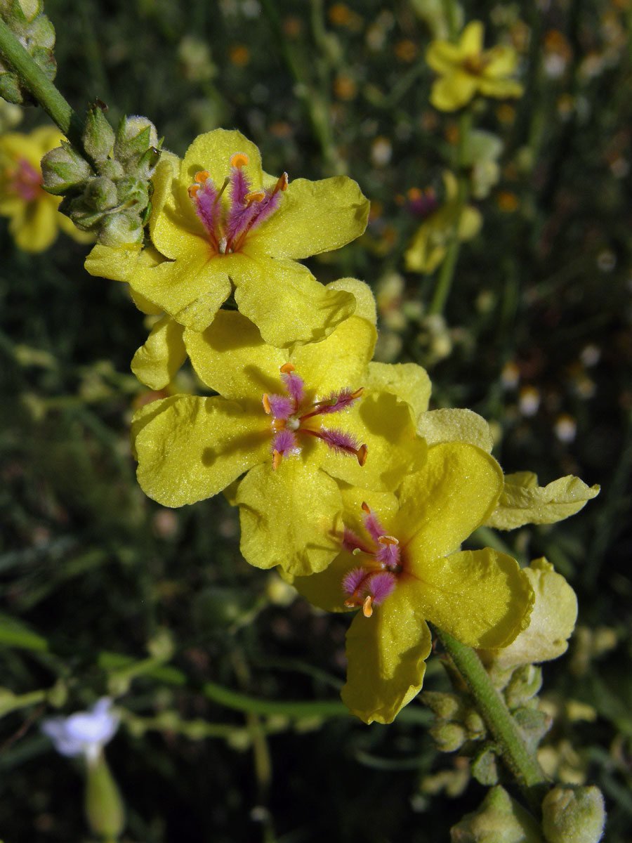 Divizna laločnatá (Verbascum sinuatum L.)