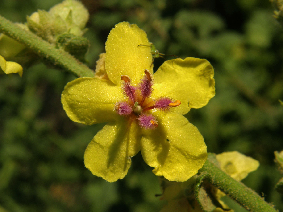 Divizna laločnatá (Verbascum sinuatum L.)