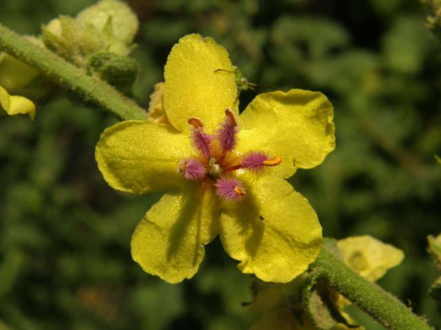 Divizna laločnatá (Verbascum sinuatum L.)