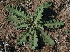 Divizna laločnatá (Verbascum sinuatum L.)