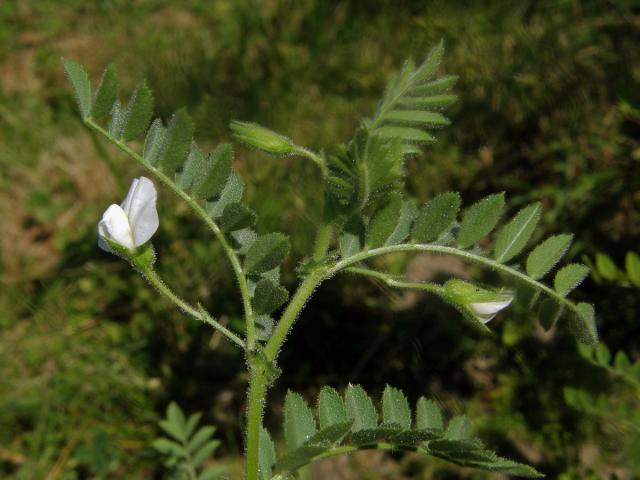 Cizrna beraní (Cicer arietinum L.)