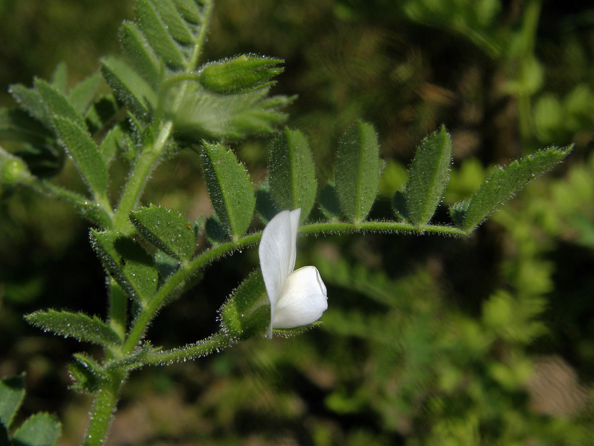 Cizrna beraní (Cicer arietinum L.)