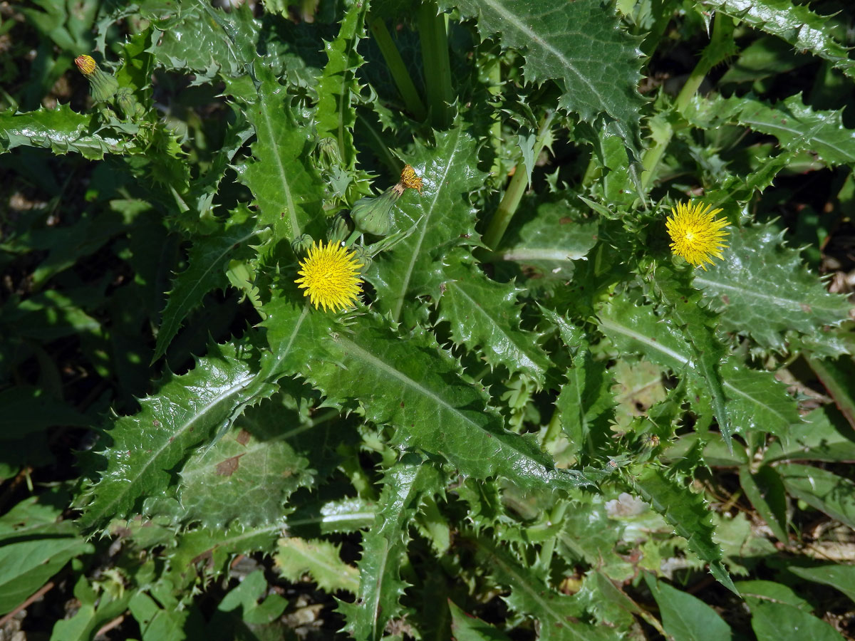 Mléč drsný (Sonchus asper (L.) Hill)