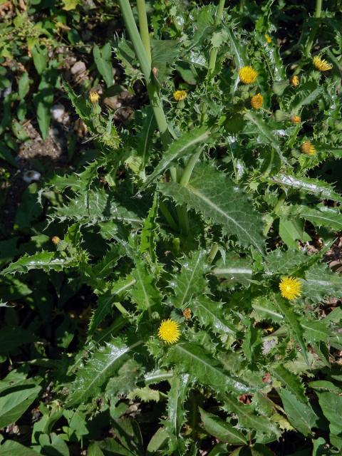 Mléč drsný (Sonchus asper (L.) Hill)