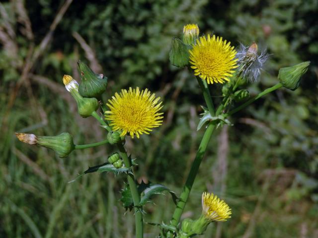 Mléč drsný (Sonchus asper (L.) Hill)