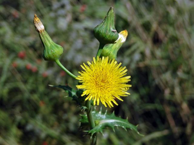 Mléč drsný (Sonchus asper (L.) Hill)