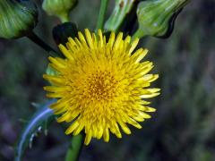 Mléč drsný (Sonchus asper (L.) Hill)