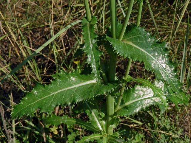 Mléč drsný (Sonchus asper (L.) Hill)