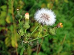 Mléč drsný (Sonchus asper (L.) Hill)