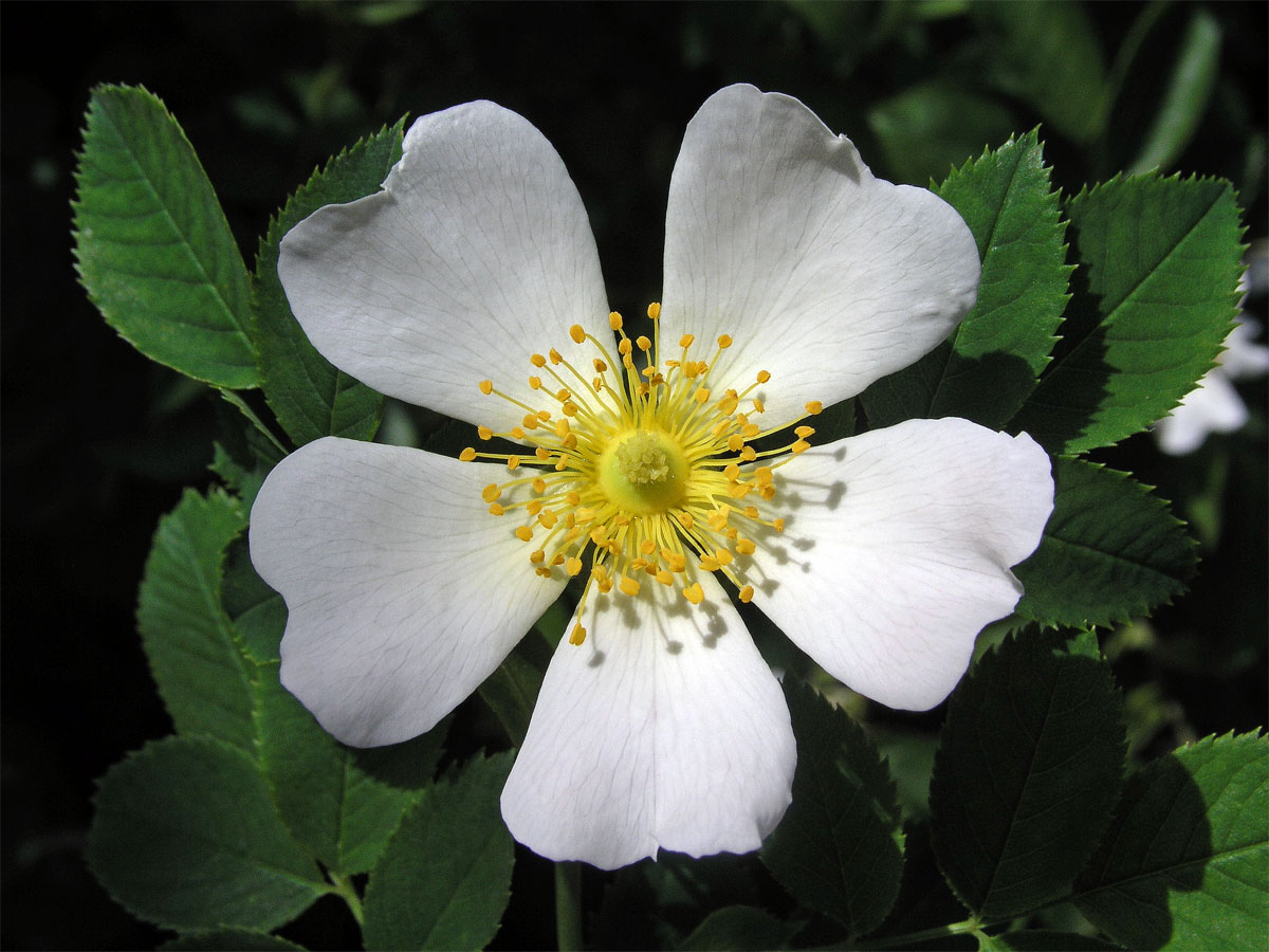 Růže šípková (Rosa canina L.)