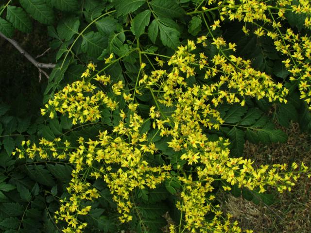 Svitel latnatý (Koelreuteria paniculata Laxm.)