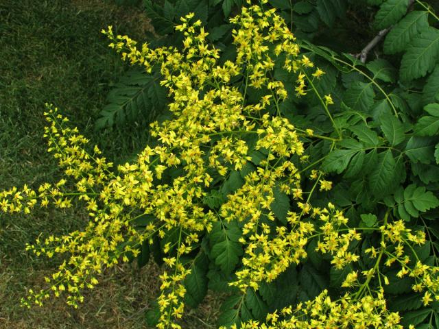 Svitel latnatý (Koelreuteria paniculata Laxm.)