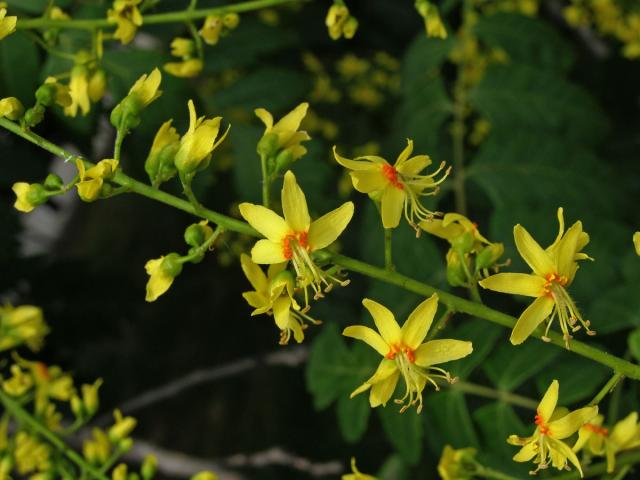 Svitel latnatý (Koelreuteria paniculata Laxm.)