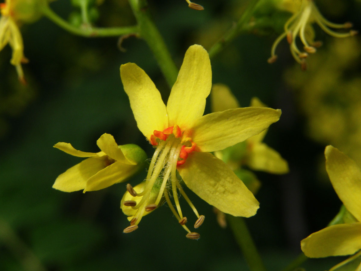 Svitel latnatý (Koelreuteria paniculata Laxm.)