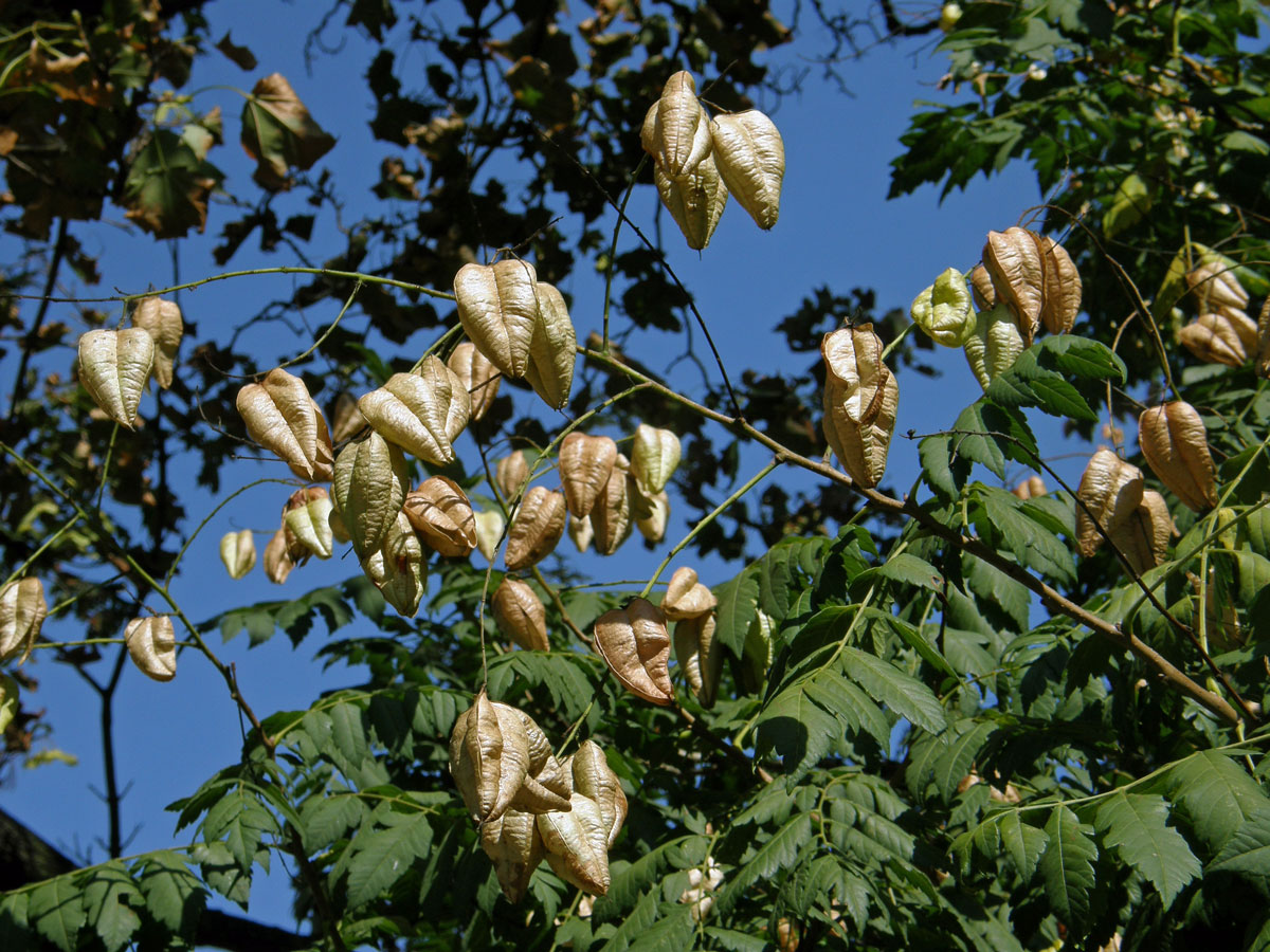 Svitel latnatý (Koelreuteria paniculata Laxm.)