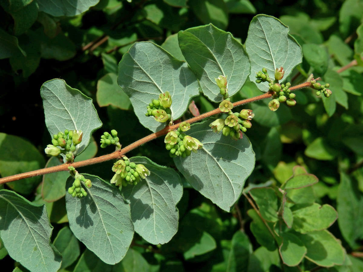 Pámelník červenoplodý (Symhoricarpos orbiculatus Moench)