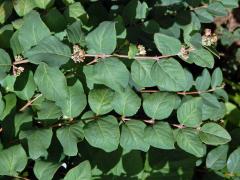 Pámelník červenoplodý (Symhoricarpos orbiculatus Moench)