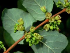 Pámelník červenoplodý (Symhoricarpos orbiculatus Moench)