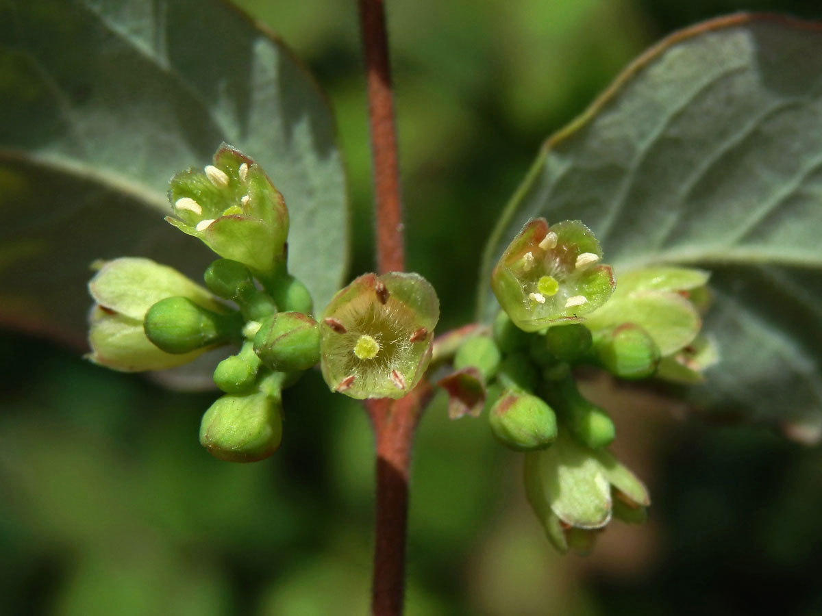 Pámelník červenoplodý (Symhoricarpos orbiculatus Moench)