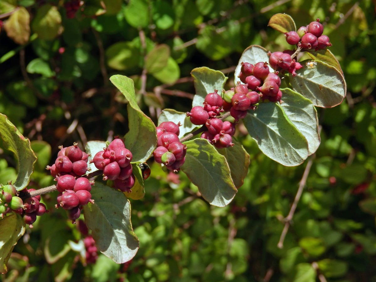 Pámelník červenoplodý (Symhoricarpos orbiculatus Moench)