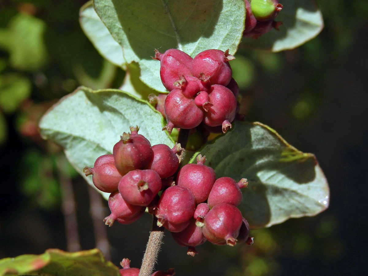 Pámelník červenoplodý (Symhoricarpos orbiculatus Moench)