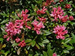 Pěnišník rezavý (Rhododendron ferrugineum L.)