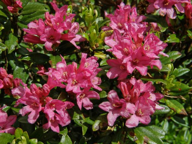 Pěnišník rezavý (Rhododendron ferrugineum L.)