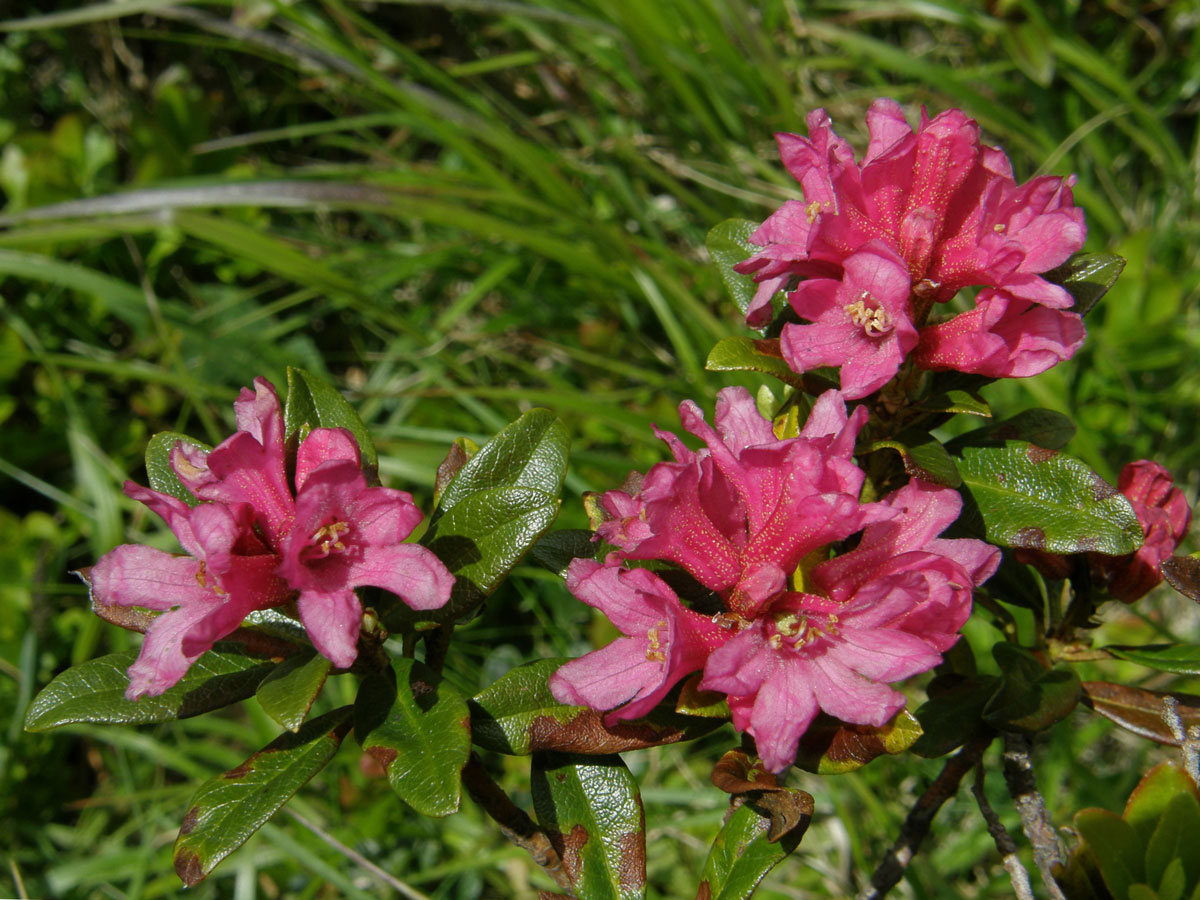 Pěnišník rezavý (Rhododendron ferrugineum L.)