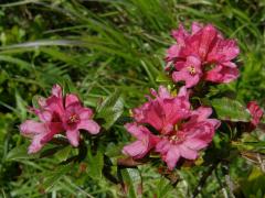 Pěnišník rezavý (Rhododendron ferrugineum L.)