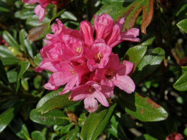 Pěnišník rezavý (Rhododendron ferrugineum L.)