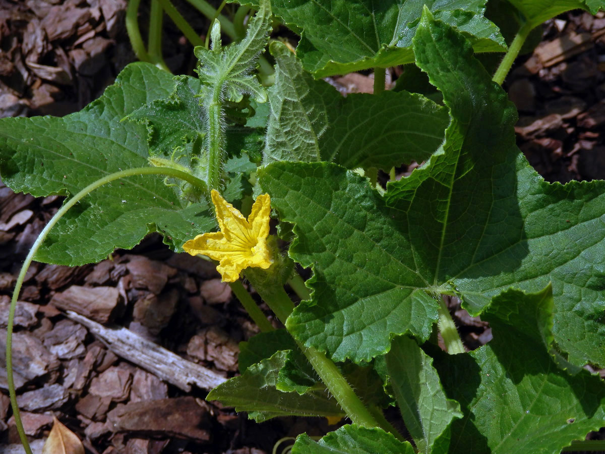 Okurka setá (Cucumis sativus L.)