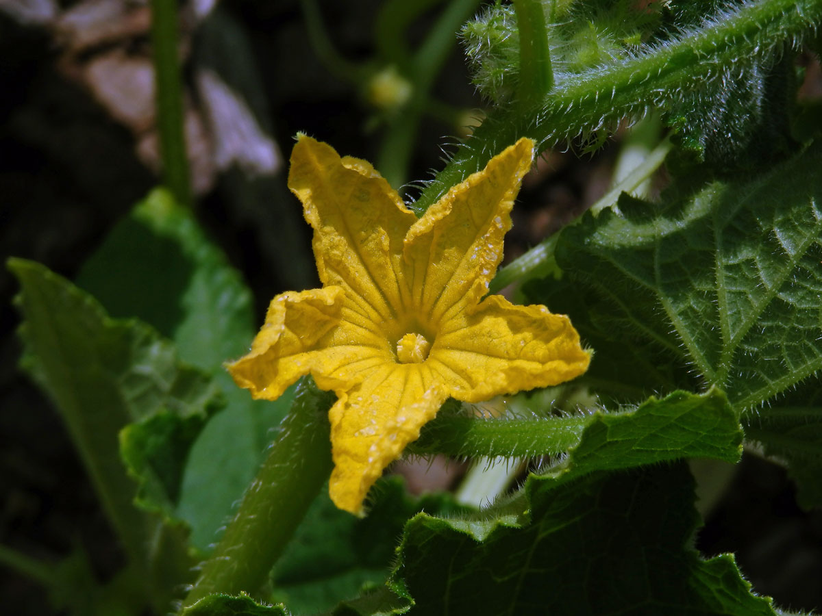 Okurka setá (Cucumis sativus L.)