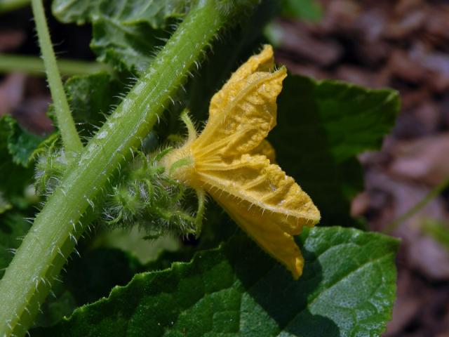 Okurka setá (Cucumis sativus L.)