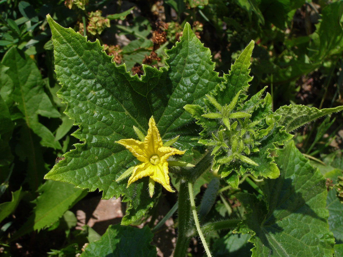 Okurka setá (Cucumis sativus L.)