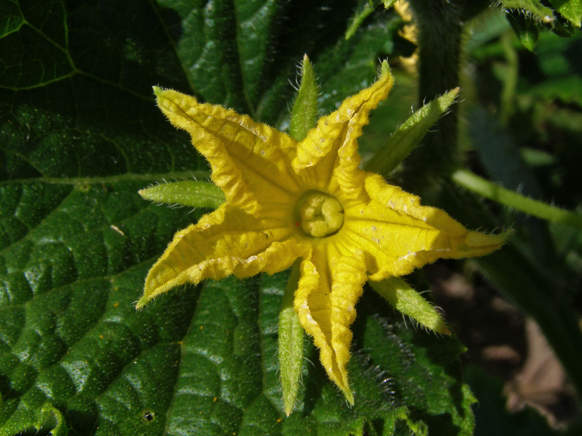 Okurka setá (Cucumis sativus L.)